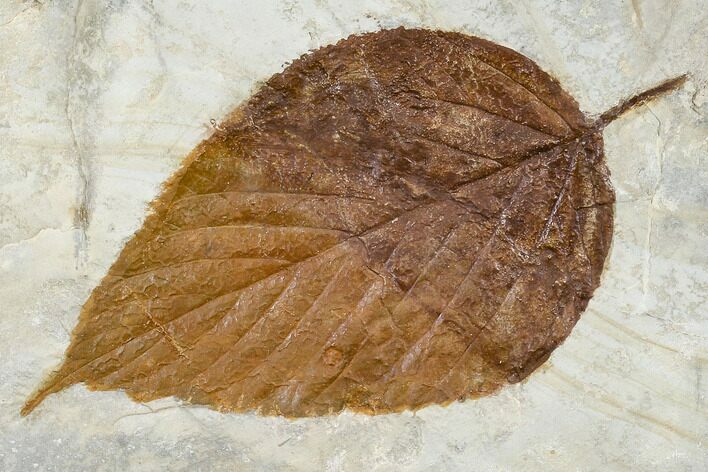 Fossil Hackberry Leaf (Celtis) - Montana #113255